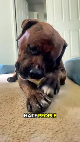 #dog #victim #fosterfail #dogsoftiktok #dogvideos 