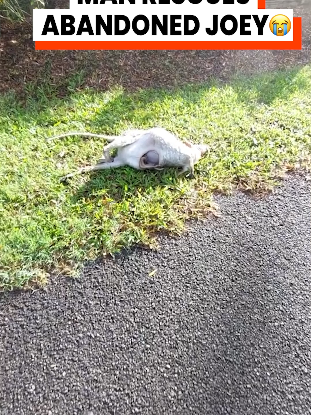Motorcyclist found this by the side of the road ( @arkbykomi ) #animalrescue #wildlifeencounter #kangaroo #joey #motorcycle