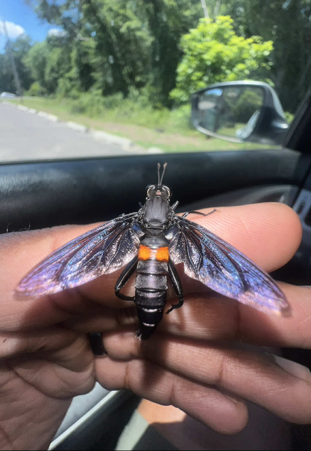 Handling a Clubbed Mydas Fly (Mydas clavatus)! #insects #bug #fly #entomology #fyp
