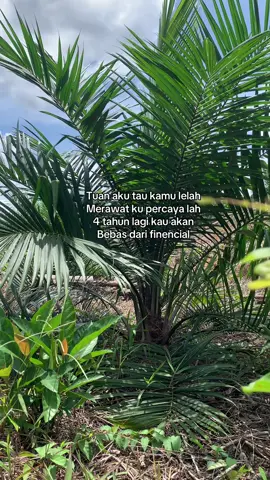 🌴🔥🔥#fyp #kuliboy #sawit #petanimilenial #sawitontiktok 
