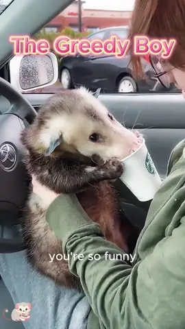 The greedy Boy #opossum #opossumsoftiktok #animal 