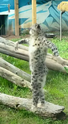 Động vật múa đáng yêu #xuhuong #dance #animals #cutepet #funnyvideos 