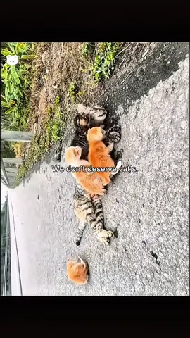 Rescue cat family 🥹😇 #hopecore #core #cat #catsoftiktok #lovepositivity 