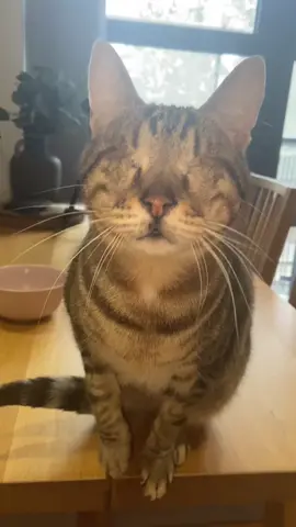 Dmitri wants to say hi to you 💘 #blindcat #meow #cats 