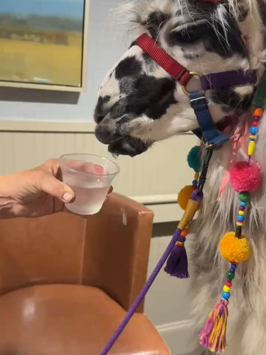 Colby Jack and Briar like to class it up with better looking water glasses instead of those ugly buckets #fyp #viral #llamas #foryoupage 