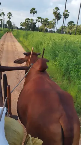 #ချစ်သားကြီးကိုရောင်းကိုမရောင်းရက်တော့ဘူး