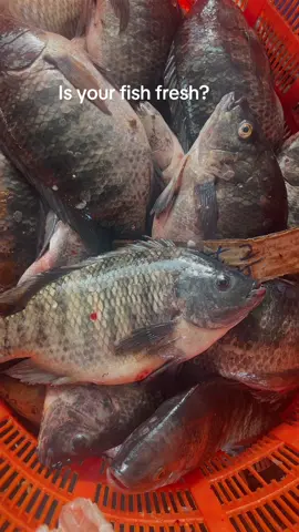###tilapiafish ##creatersearchinsights #seafoodlover #seafoodlover #busylife #tilapialoversonly 