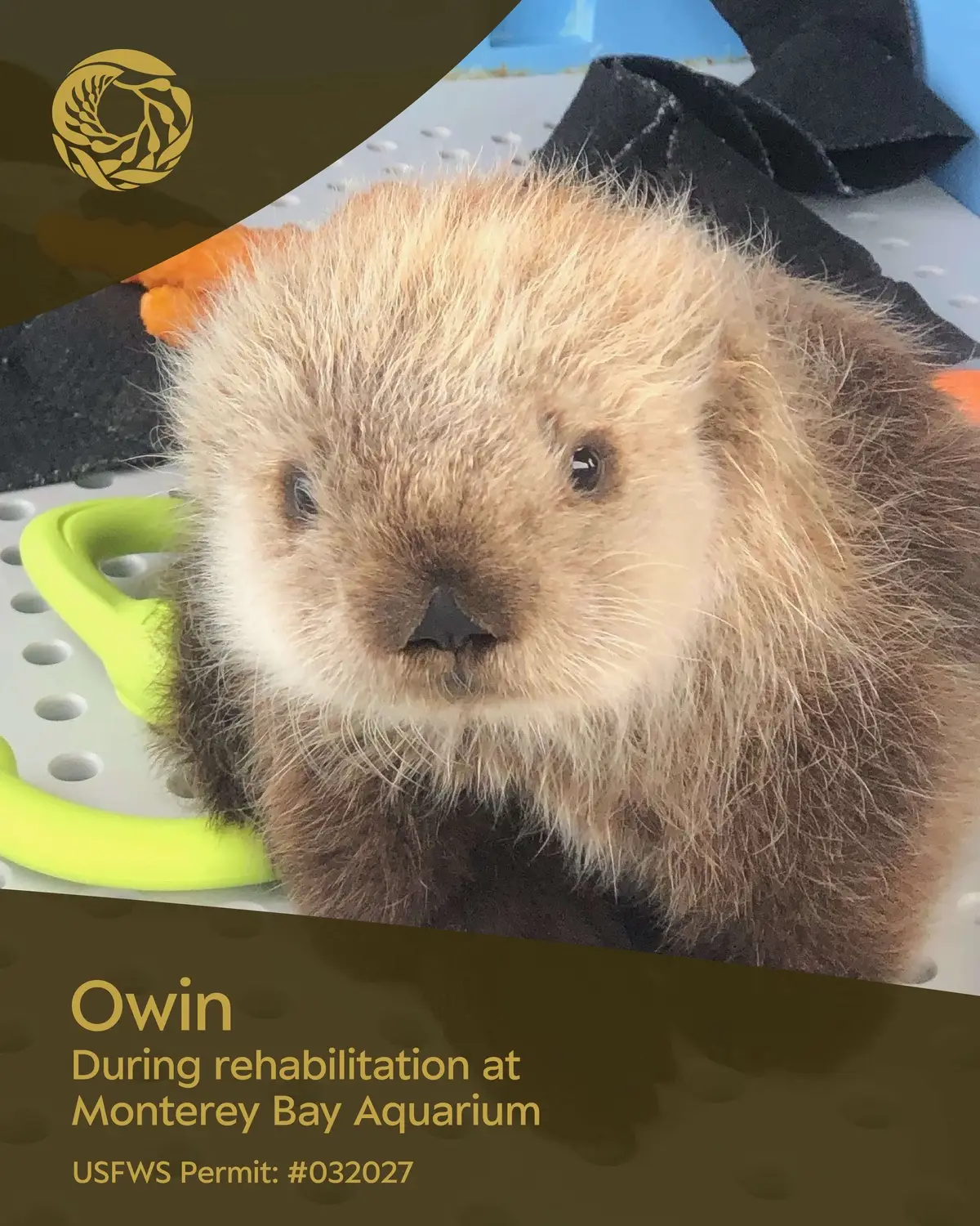 🐾From rescue to rehabilitation, from surrogacy to sanctuary… It takes a village to save a species 🦦  Meet Owin and Matti, two southern sea otters whose journeys are a true testament to the power of partnership in conservation. 🧡 Both were rescued at just 3 weeks old—Owin along Scenic Drive in Carmel by the Monterey Bay Aquarium, and Matti near Morro Strand Campground by @The Marine Mammal Center. These bright, alert, and vocal pups were found alone and, after rescuers were unable to find mom in the wild, brought to the Monterey Bay Aquarium for care. They were deemed non-releasable by the US Fish and Wildlife Service when sea otter surrogacy was not an option. Once both pups were healthy, they were cared for at @Aquarium of the Pacific 🦭, which recently joined the Monterey Bay Aquarium as a key partner in otter surrogacy. These pups helped prepare resident female sea otters to be future surrogate mothers. After growing strong and healthy, Owin and Matti found their forever home together at @kansascityzoo, where they now serve as ambassadors for their species. Through swift saves, skilled support, surrogate moms, and steadfast stewardship, these sea otters found a second chance. 🦦✨ Check out these amazing organizations behind sea otter rehabilitation & ocean conservation:  🔹 Monterey Bay Aquarium – pioneers in sea otter rescue & surrogacy  🔹 The Marine Mammal Center – world’s largest marine mammal hospital  🔹 Aquarium of the Pacific – partners in sea otter care & surrogacy  🔹 Kansas City Zoo & Aquarium – conservation partner and ocean ambassadors  Together, we're giving sea otters like Owin and Matti a future.  #montereybayaquarium #seaotterawarenessweek  #seaotterrescue