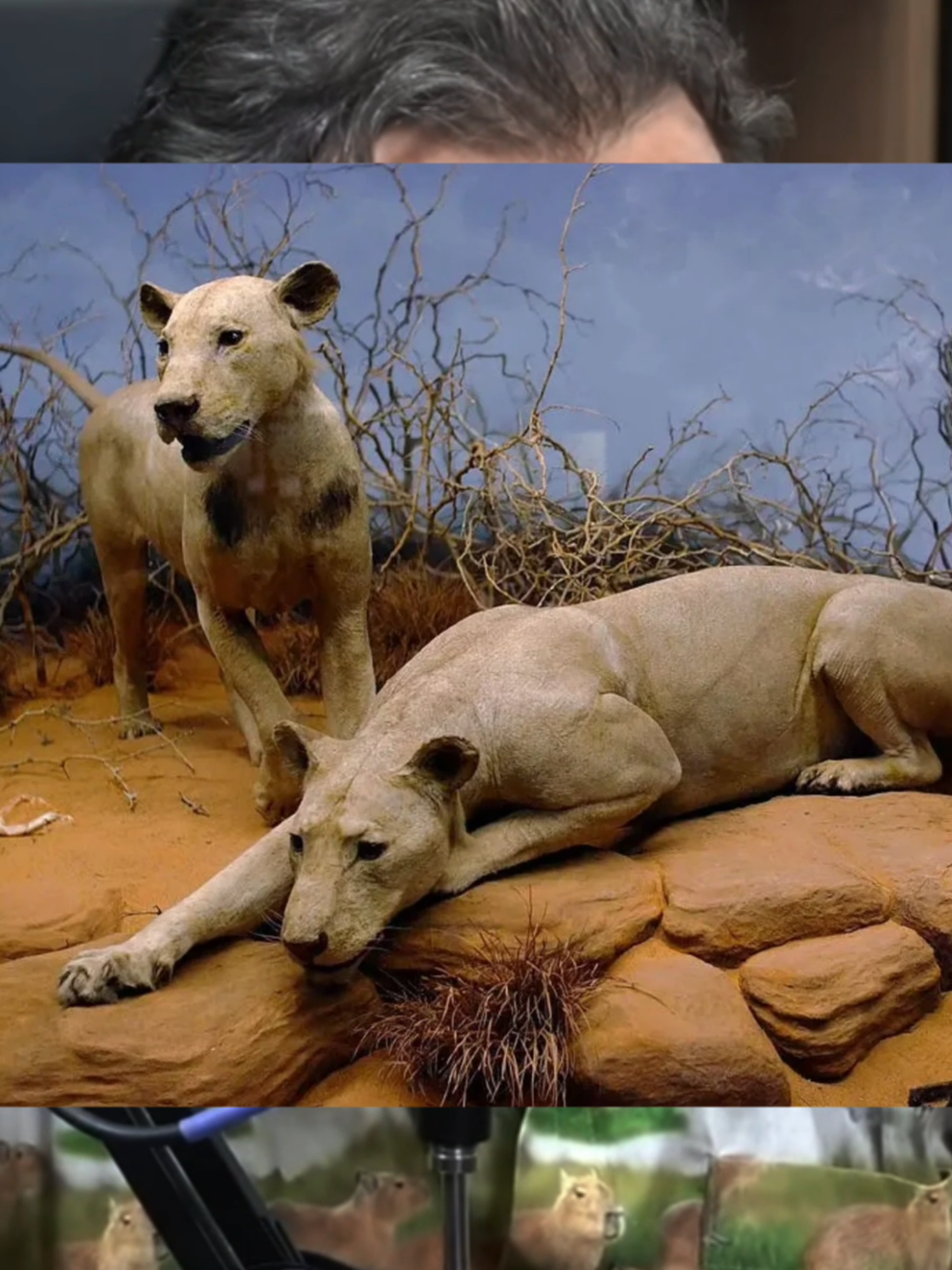 A TERRÍVEL HISTÓRIA DOS LEÕES QUE CAÇAVAM PESSOAS! #animals #curiosidades #richardrasmussen