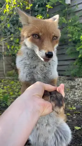 🥰🥰#cute #videoviral #funnyvideos #animals 