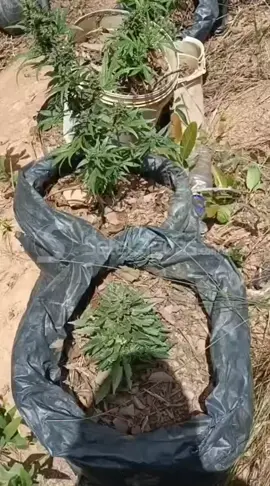 URGENTE 🚨 OCORRÊNCIA DE TRÁFICO DE DROGAS NO BAIRRO ALVORADA | ⚠️ EXCLUSIVO: Militares do 25° Batalhão estão neste momento em apuração a uma ocorrência de tráfico na tarde desta sexta-feira (26). Plantas de maconha foram apreendidas em um casa na Rua Clara Nunes. Até o momento, ninguém foi preso . 🔃 AGUARDE MAIS INFORMAÇÕES  📸 Cedidas ao Sete Lagoas.com.br 📲 Acompanhe mais em Sete Lagoas.com.br . . . #setelagoas #setelagoasmg #sitesetelagoas #jornalismosetelagoas #notícias 