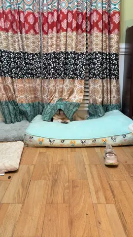 He takes his job very serious. #puglife #guarddogsoftiktok #blindpug #VernerLee