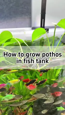 🌿How to grow pothos in fish tank?🌿 🪢Take a piece of aluminum wire 🔀Fold it in half and twist it tightly ⚜️Shape one end into a clothes hanger form 🍀Wrap each end around the pothos stems 🪝Bend a small hook to hang on your tank #houseplants #gardening #plants #fishtank #pothos 