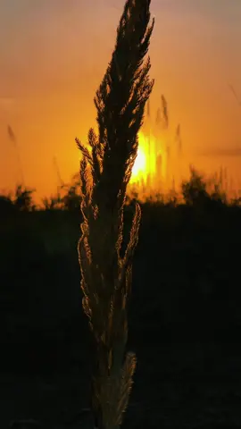 تعبت ازرع شعوري#تصويري_احترافي_الاجواء👌🏻🕊😴 #شعر #foryoupage #fyp #fy 