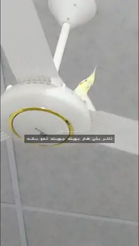 جەوێ لاقی هەیە 😇😇 #foryou #foryoupage 