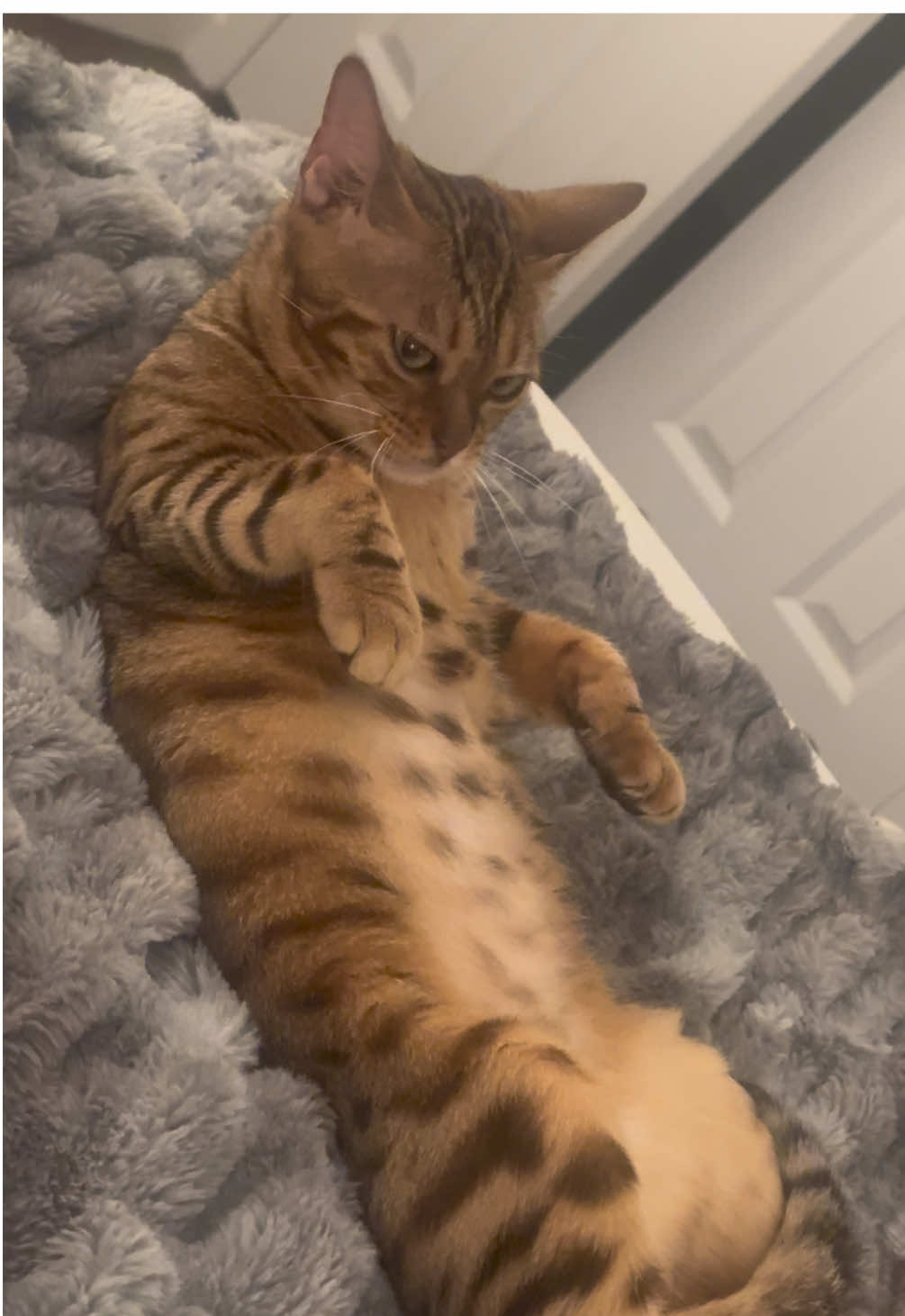 i know i’m biased but i think her personality is so funny #catsoftiktok 