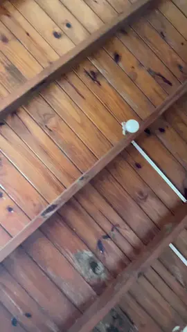 Gato