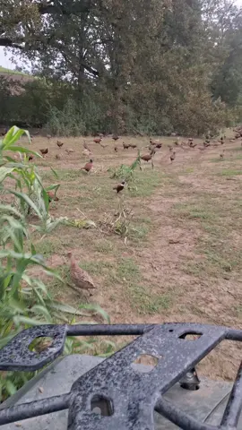 #gamekeeper #hunting #tuscany #wildboar  #cinghiale 