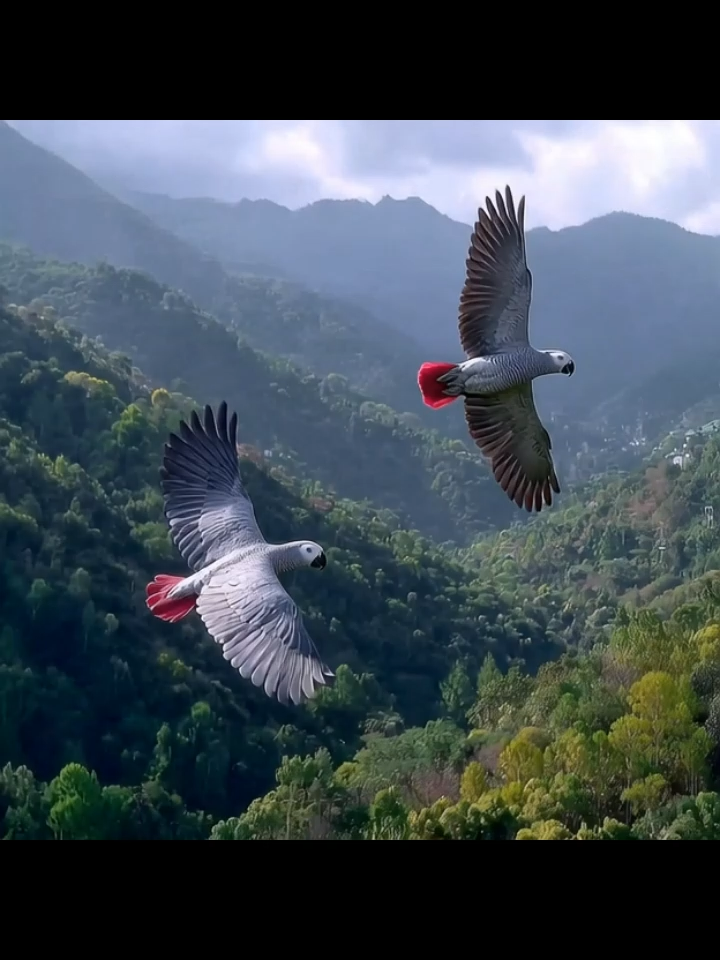 African Grey Parrots Flying Over The Mountain