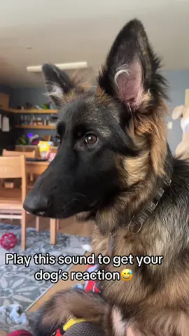 Mega tilt! #puppytiktok #germanshepherd #fyp #dogsoftiktok #viralvideo 