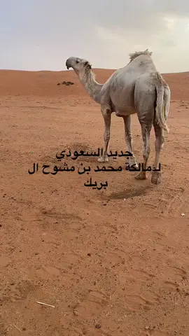 #ترندات_تيك_توك #اكسبلورررررررررررررررررررر💥🌟💥🌟💥💥🌟🌟🌟🌟🌟 #ال بريك #دواسر_لنا_في_نجد_هيبه_و_سلطانيي 