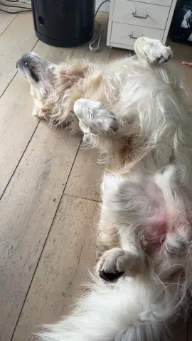 Aujourd’hui c’est repos comme tous les jours 🤣🐾👀 #fyp #pourtoi #chien #dog #dogsotiktok 