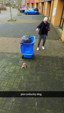 Some dogs just have the worst luck but make it hilarious 😂 #FunnyDogs #DogFails #ClumsyPups #DogComedy #DogHumor 