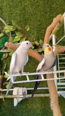 #cockatielsingingtraining #cockatielsontiktok #cockatielsinging#creatorsearchinsights#Enocockatiel#exhibitionbudgies #cockatiel #funny #birds #beautiful #cockatielsinging #lovebirdscouples #lovebirds #budgies#Enocockatiel#exhibitionbudgies #cockatiel #funny #birds #beautiful #cockatielsinging #lovebirdscouples #lovebirds #budgies funnycockatielsinging#ForYou #ForYouPage #FYP #Viral #TrendingNow #Explore#WorldTrending #GlobalFYP #ViralVideo#SingingBird #WhistlingBird #ParrotSinging #BirdMusic #ViralSounds #FunnyBirds #TalentShowPet#Cockatiel #CockatielSinging #CockatielTok #TalkingBird #BirdTok #ParrotTok #PetTok #ViralBird #CuteBirds #birdlovers 