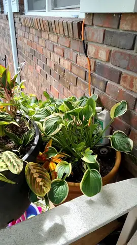 #amo mis #plantas la mejor #creacion de #Dios , gracias padre por tan bella la naturaleza que has creado #gracias Virgencita por las plantas 🥰🥰💐🌹🪻🌻