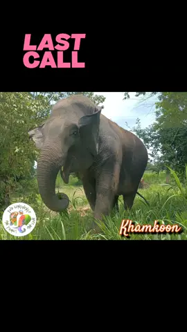 📣📣 Last Call for Votes 📣📣 Link inbio. Click on linktr.ee, then vote for GG  https://mygivingcircle.org/gentle-giants-nonprofit GG Family, this is the FINAL weekend to VOTE for GG and ME in My Giving Circle's grant round! Voting ends on September 30th, and we’re currently holding on to 10th place by a slim margin. 😬 There’s another organization hot on our heels, and we need your help to stay in the Top 10 to win the grant! 🏆 🙏 Please share this with your friends, family, and colleagues—every vote counts! It's quick, easy, and totally FREE! 💥 Just 5 seconds of their time can help create better lives for all our gentle giants. 💚🐘 Check out our beautiful Khamkoon below 🐘💚—she’s just one of the incredible animals you’re supporting. We know we can do this with your help! 💪 Thank you for being part of this journey and for making a real difference in the lives of these majestic creatures! 🙌 #GGFamily #GentleGiants #MyGivingCircle #ElephantLove #BetterTogether 