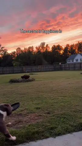The secret to happiness that actually works 👌🏻🥰 #americanbully #bullybreeds #doglove #funnydog #dogparents #dogcontent #doglovers #funnydogs #dogowner #dogs #doghumor Dog life, dog humor, dogs, funny dogs, cute dogs