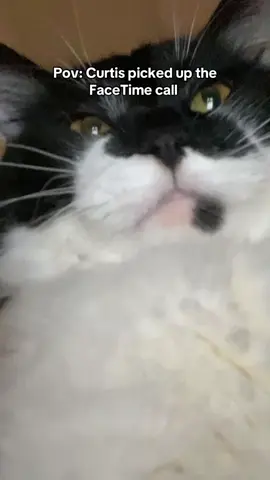He didn’t say anything crazy he did ? #fypシ #funny #silly #cat #curtis 