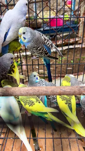 #สัตว์เลี้ยงtiktok #นกแสนรู้ #นกหงส์หยก🦜 #นกพูดได้ #คนเลี้ยงนก 