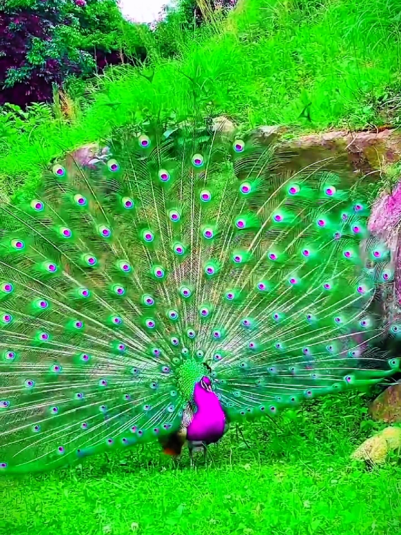 #Bird #fyp #viral #talwat_e_quaran_e_pak #islamic_video 