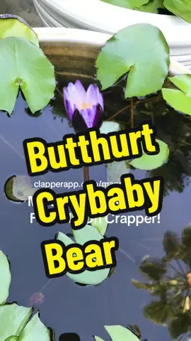 #fyf #fyfpシ #fypage #foryoufeed #foryoufeeds  The Waterlily Bear pouts and stomps his Big Baby feet and runs away from home again over to Clapper because Nobody on TikTok likes him or and his dumb waterlily videos anymore.