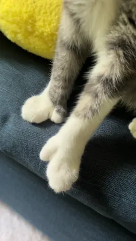 This is Kenji! We thought he had thumbs! Turns out, it’s a tiny paw with two claws!  #catsoftiktok #cat #catlover #polydactylcat 