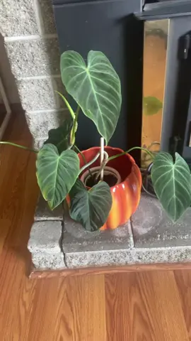 Amo las plantas 🌱 🌿🪴