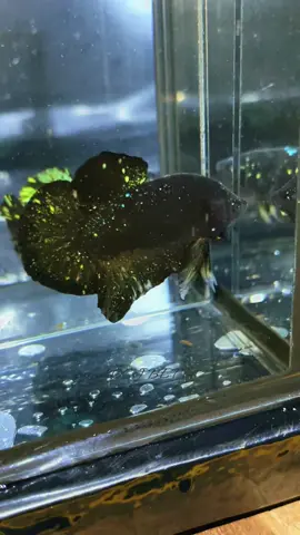 #betta #avatar #nebulagreengold mời ae chiêm ngưỡng .cảm ơn anh khách thân yêu ko cần hỏi 🌾chốt luôn.👌anh nha 