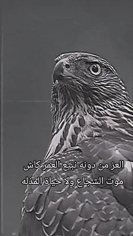 #قصيدة_شعر_أبيات #قصايد_شعر #قصيده_شعر_بوح_خواطر #@شـ๋͜ــٰــُٰــجاع 𓅔 #اكسبلوررررررر 
