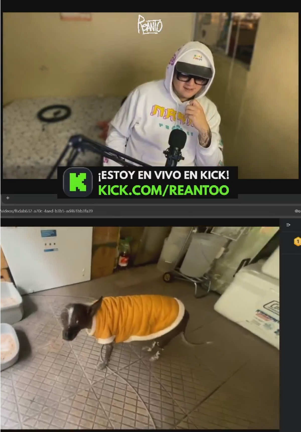 Loki perrito tochino 😤 #tiktoklive #livehighlights #fyp #clips #kick 