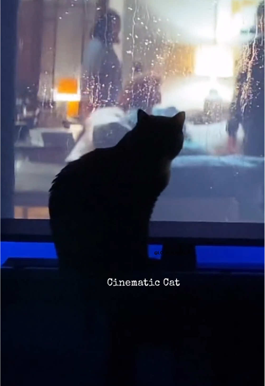 #cat #catvideos #catsoftiktok 