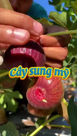 Sung mỹ cây giống đẹp #sungmy #cây #câycảnh #cayanqua 