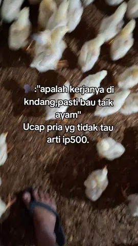 para ABK kasih tw dulu😂#peternakmuda #peternakayamboiler #viraltiktok #ayamboiler🐤 #fyp 