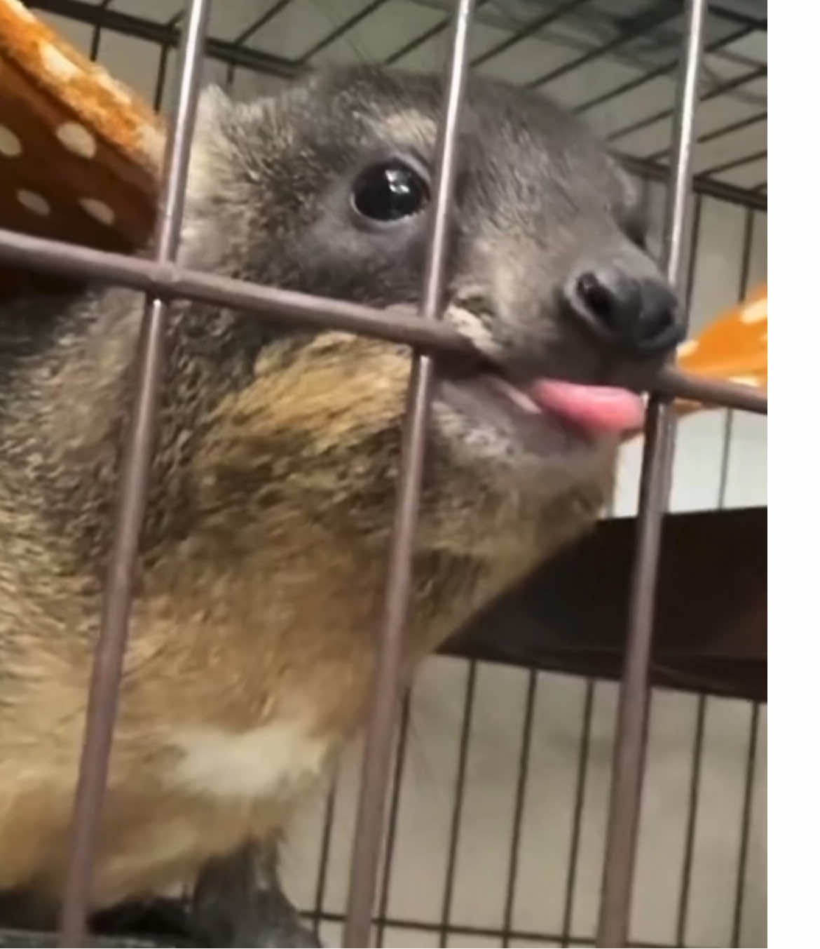 Freaky Friday? New critter alert. Do we like mr hyrax? #hyrax 