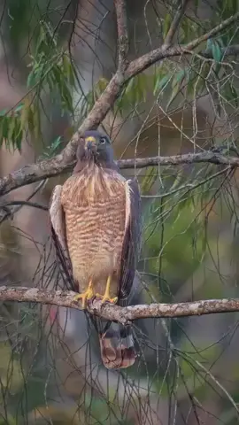 “This is a next-level greeting.” #bird #funnybird #wildlife #nature #birdlovers     