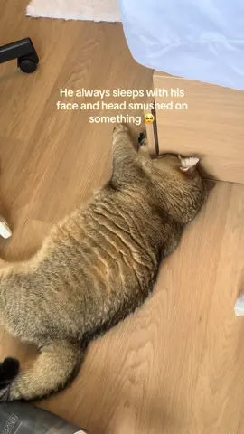 Can he breathe 😭  #fyp #britishshorthair #britishshorthaircat #britishshorthaircats #catlife 