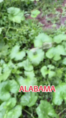 #alabama 
