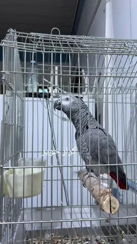 #لايك #CapCut #اكسبلورexplore @كرار خوير للببغاوات @كرار خوير للببغاوات @كرار خوير للببغاوات 