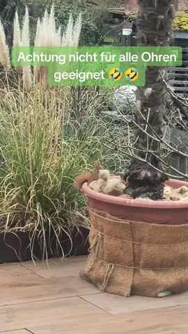 Achtung nicht für alle Ohren geeignet 🤣🤣😉#fyp #comedyvideo #lustig #hype #videos 