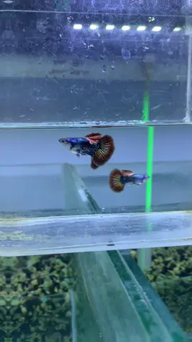 Platinum Dragon #ikanguppy #guppyindonesia #ikanhias #guppyworld #ikanaquascape 